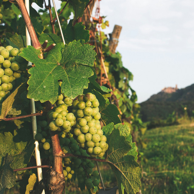 Graft Into The True Vine