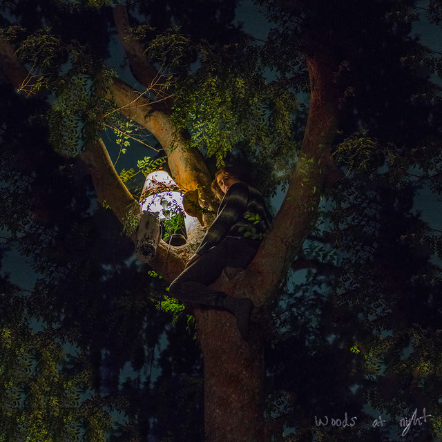 Woods at Night cover art