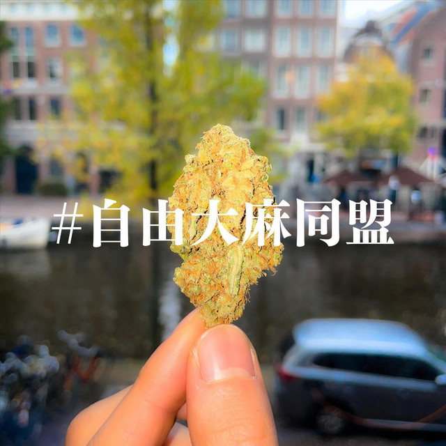 #自由大麻同盟 cover art