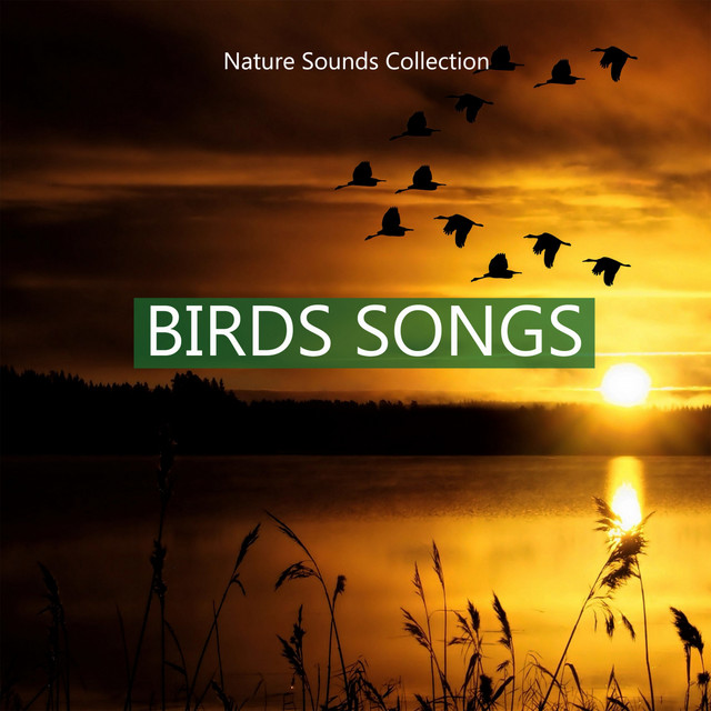 Nature Sounds Collection Birds Songs cover art