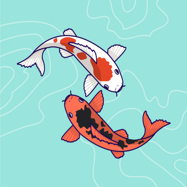 Koi cover art