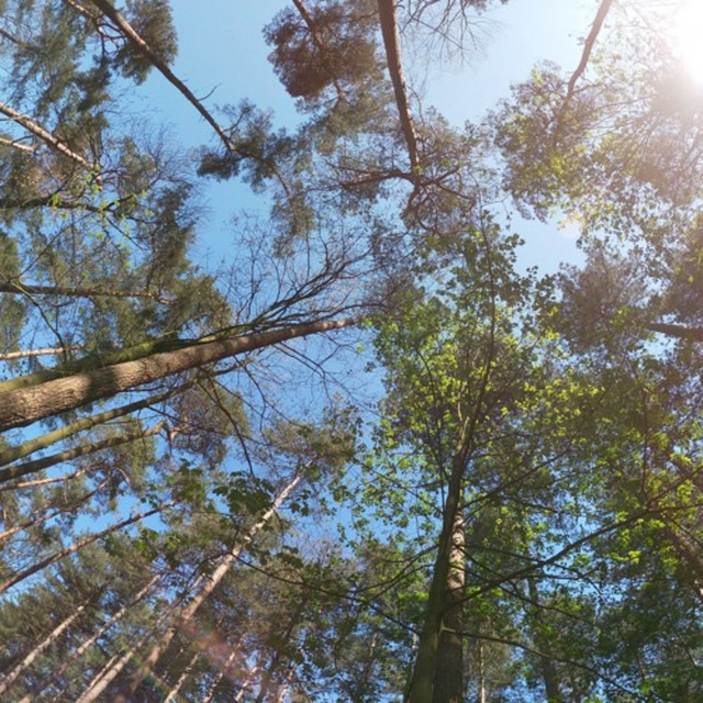 Sequoia cover art