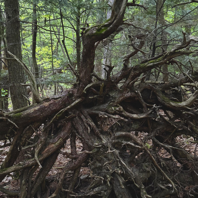 Roots cover art