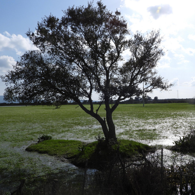 The rain falls lightly cover