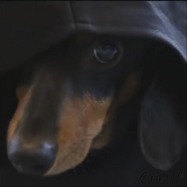 Darth cover