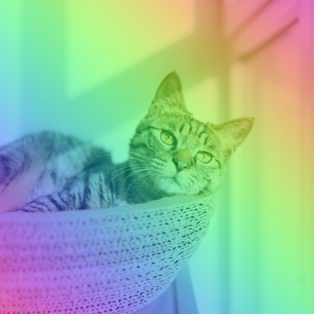星猫音楽 Photo