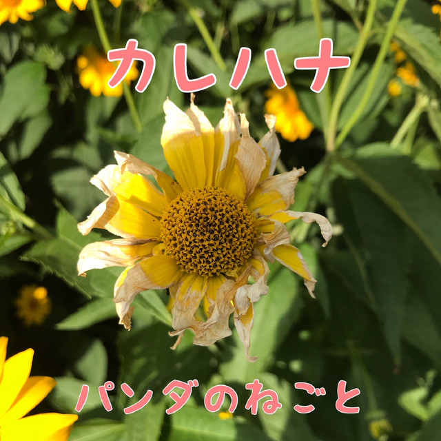 パンダのねごと