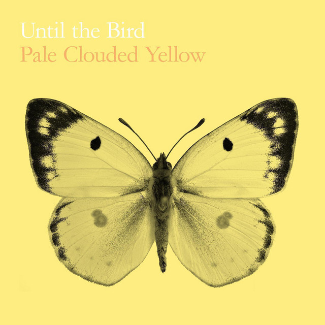 Pale Clouded Yellow - Album by Until the Bird | Spotify