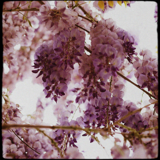 Wisteria - Ambient Edit
