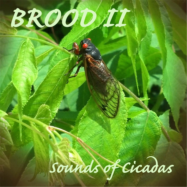 Brood II: Sounds of Cicadas