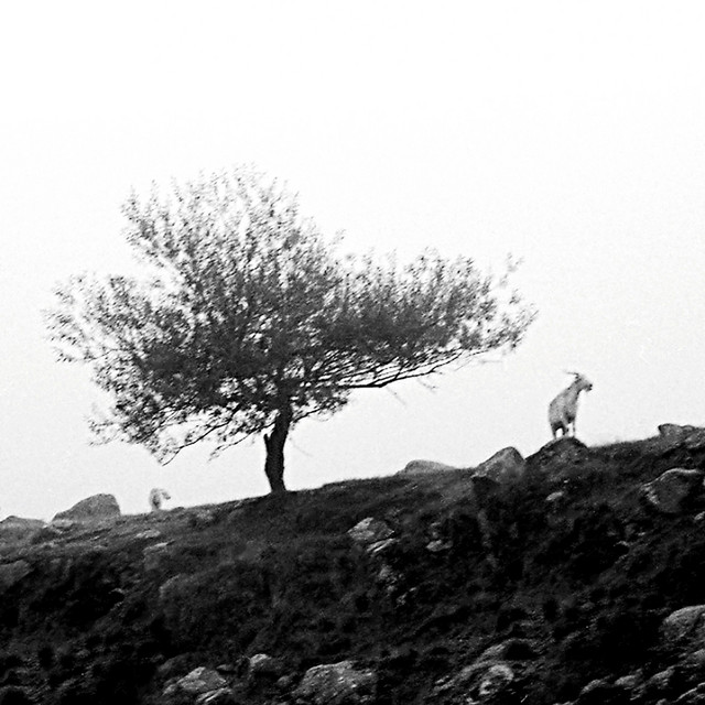 El Ultimo Arbol Sobre la Tierra cover art