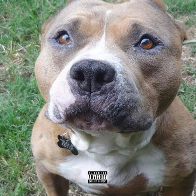 ANIMALL - Single by Natural Rapper | Spotify