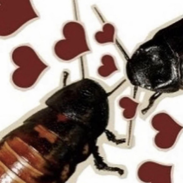 Bug Love cover art