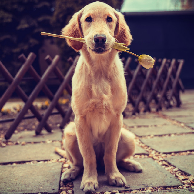 Dog Love Music - Music for the Sleepy Puppy, the Chillout Doggy and the Zen Animal Kingdom cover art