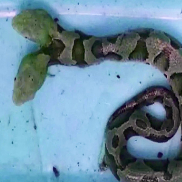 twinsnake Fayt Maki Adams