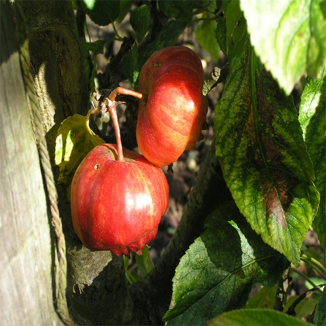 Orchard Dream