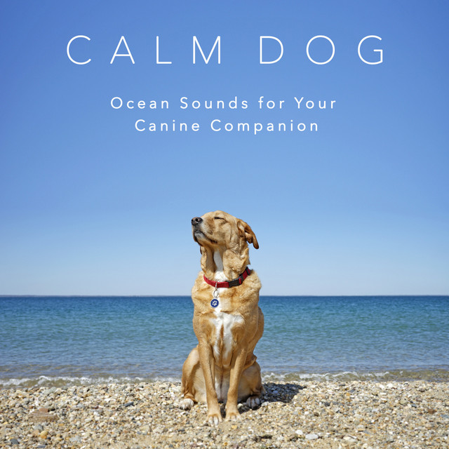 Calm Dog cover art