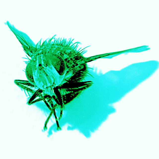 Namorado Inseto cover art