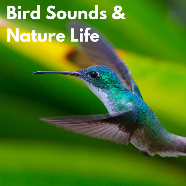 Bird Sounds & Nature Life