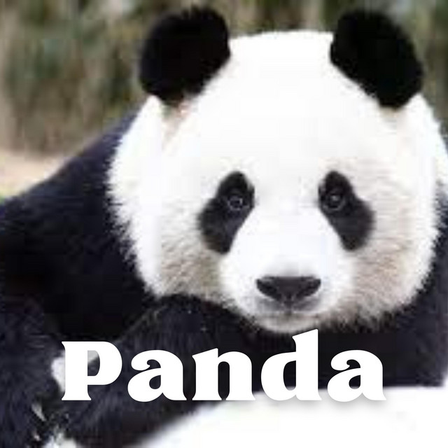Cover art: Panda — Serge K