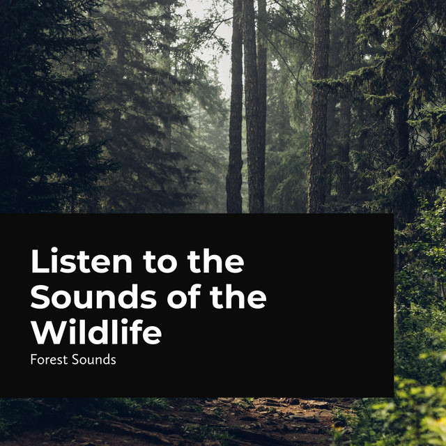Listen to the Sounds of the Wildlife cover art