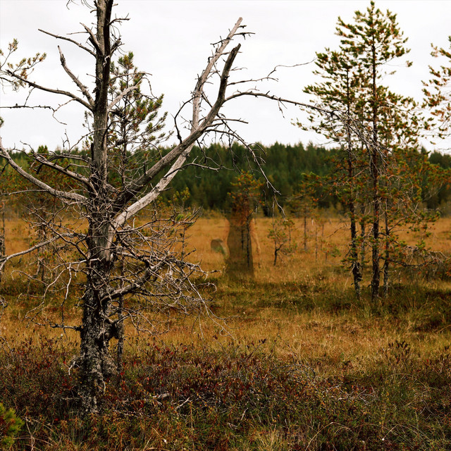 Metsän Syliin cover