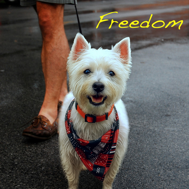 Freedom cover art