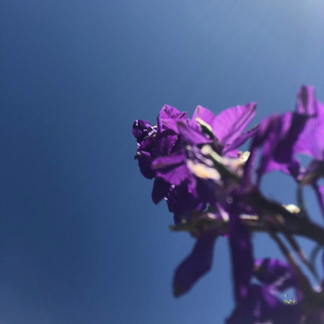 Bloom EP cover art