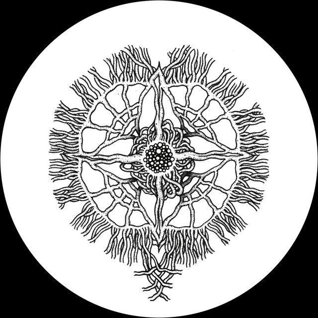 Intermediate World album art