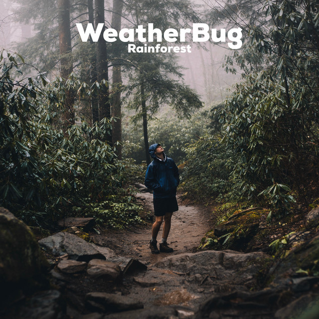 Rainforest by WeatherBug
