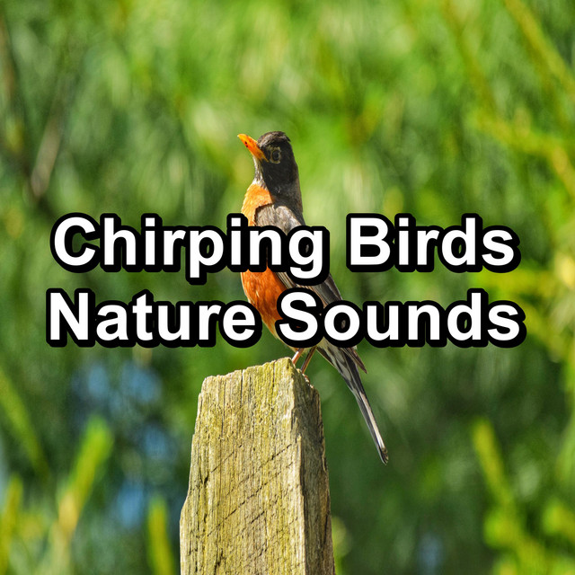 Chirping Birds Nature Sounds cover art