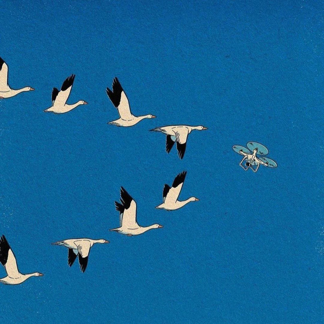 Габонская Гадюка