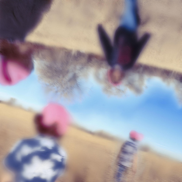 Suicide of a crow