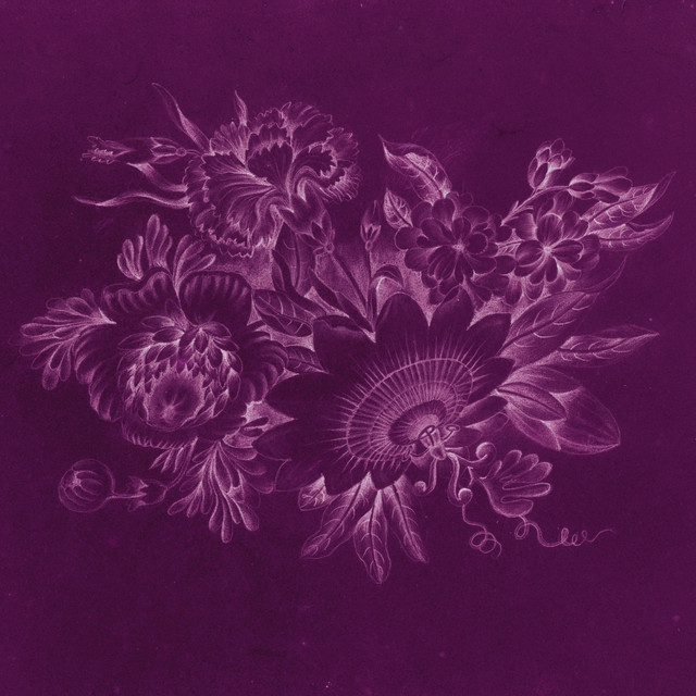 Amborella cover art