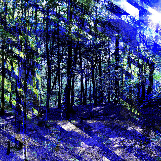 FOREST cover art
