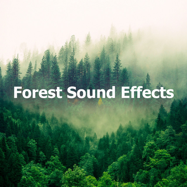 Forest Sound Effects Album By Forest Spotify