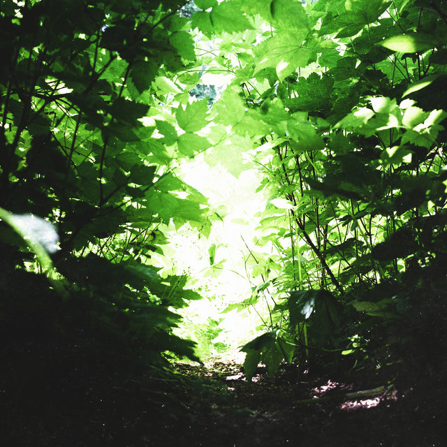 Chlorophyll