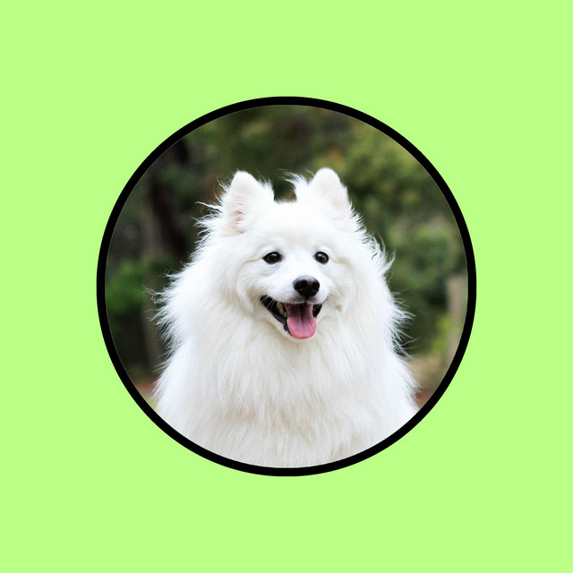 Music for Dogs: Relax and Calm cover art