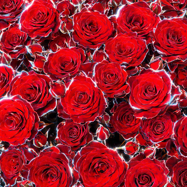 A million red roses cover