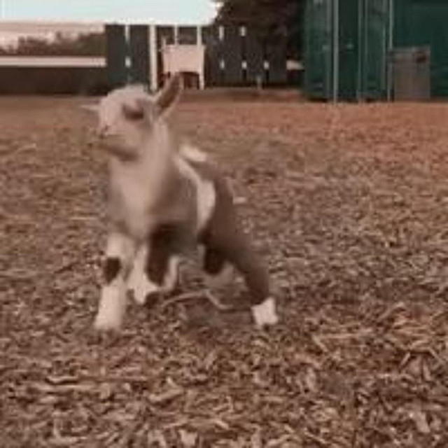 sidekick