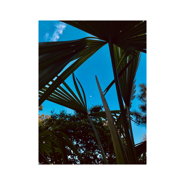 (self) reflection cover art