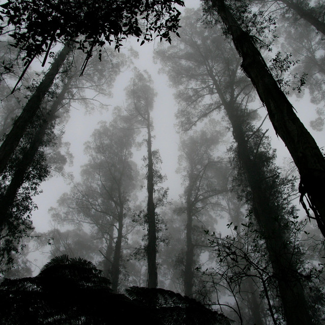 Overshadow (single)
