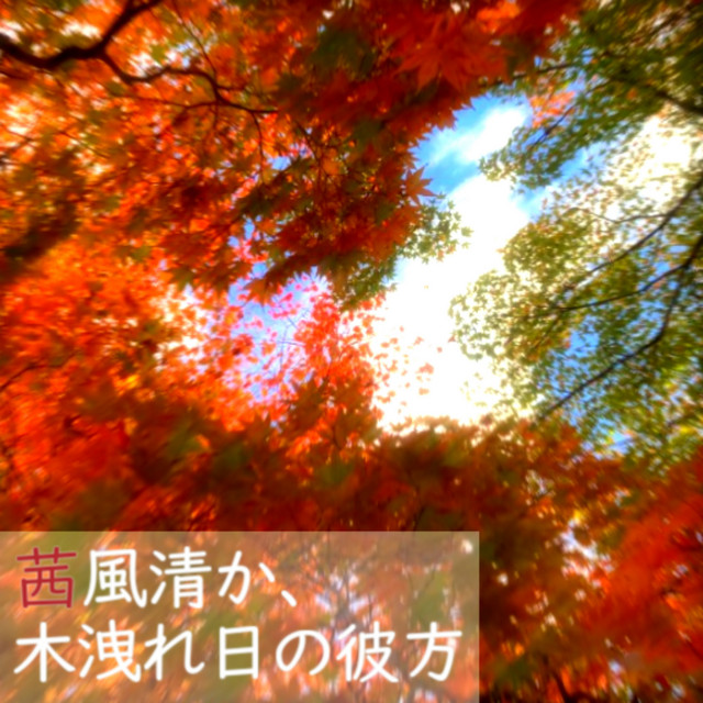 茜風清か、木洩れ日の彼方