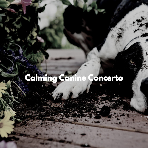 Calming Canine Concerto cover art