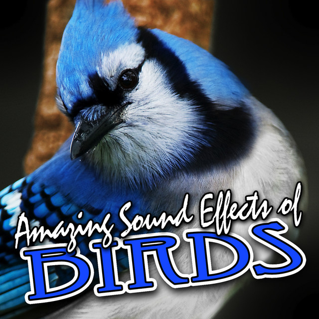 Amazing Sound Effects of Birds - Album by Sound FX | Spotify