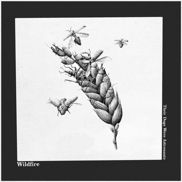 Wildfire (single)