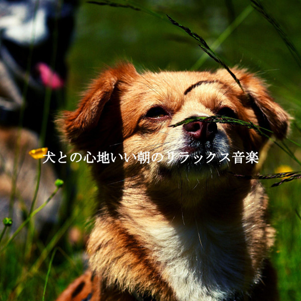 犬との心地いい朝のリラックス音楽 cover art
