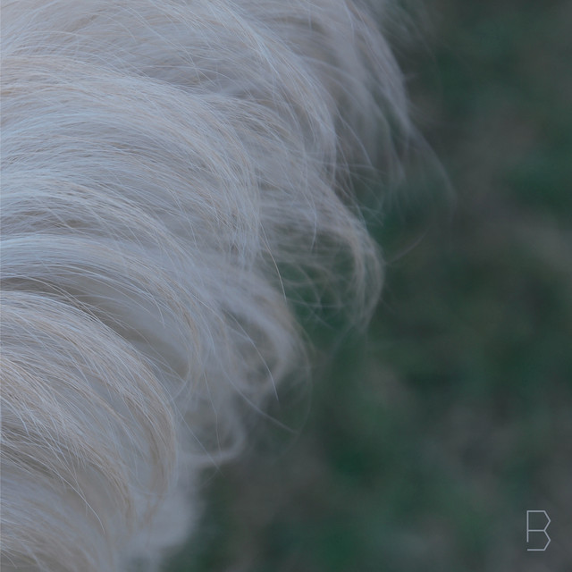 B cover art