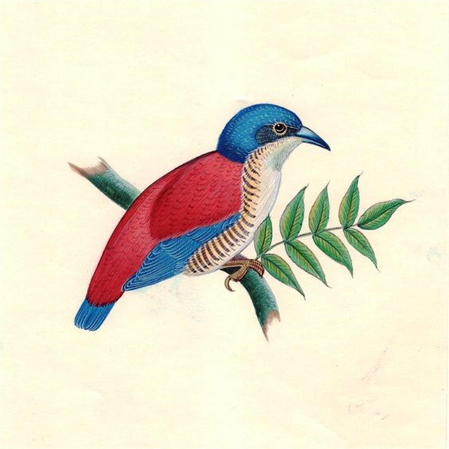 Birds cover art