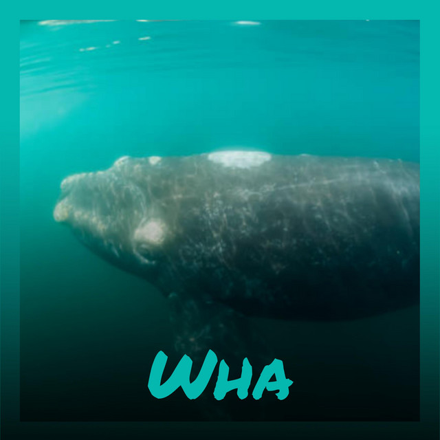 Wha - Compilation by Various Artists | Spotify